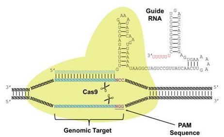 利用CRISPR首次培育出单核苷酸转基因小鼠