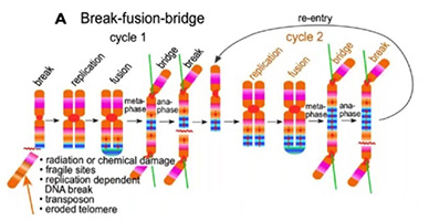 NGS与NGM成功绘制出前列腺癌全基因组图谱