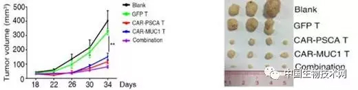 中科院研究出针对靶点PSCA和MUC1的肺癌CAR-T新成果