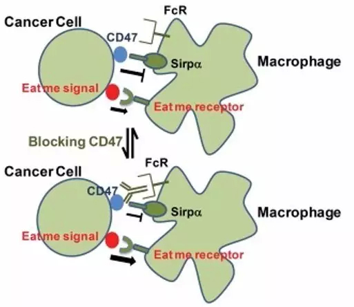 斯坦福大学发现抗CD47免疫疗法显奇效