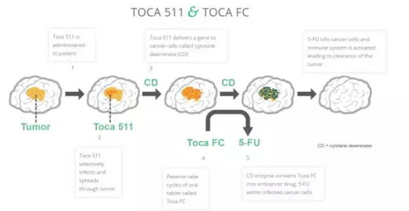 基因疗法公司Tocagen申请IPO：筹集8600万美元治疗脑肿瘤