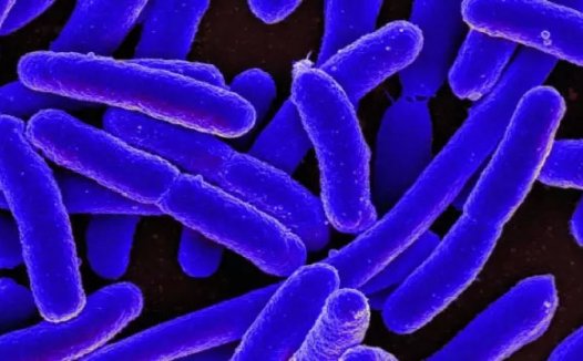 CRISPR-Cas3或成对抗超级细菌的终极法宝