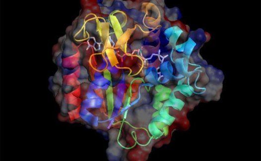 奥塔哥大学发现参与多种疾病发生的关键激酶