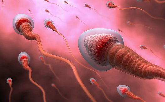 德国黑科技:用精子递送药物可治疗妇科癌症?