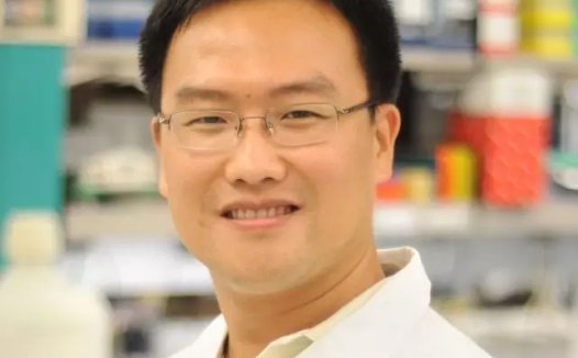 华人科学家揭示免疫系统与肿瘤血管之间的作用机制