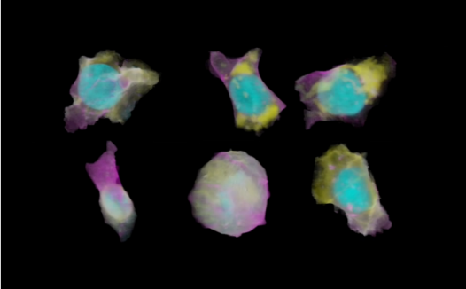 Nature：机器学习可预测干细胞外观