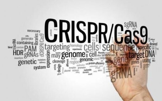 基因编辑技术有望治疗癌症、HIV等疾病