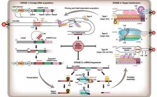 七家最有前途CRISPR公司：生物医疗前沿的弄潮儿
