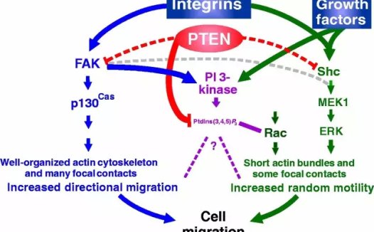 《Nature》：已发现抑制多种癌症的新基因