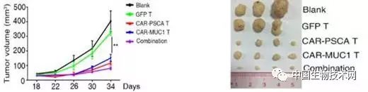 中科院研究出针对靶点PSCA和MUC1的肺癌CAR-T新成果