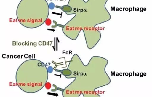 斯坦福大学发现抗CD47免疫疗法显奇效