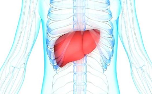 肝癌的致命性在于细胞代谢使其扩散加快