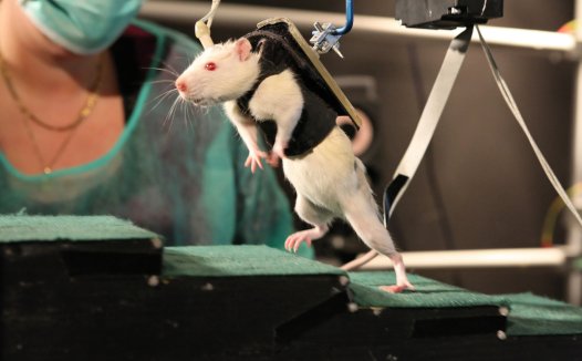 《Nature》：CRISPR/Cas9系统可拯救失明小鼠