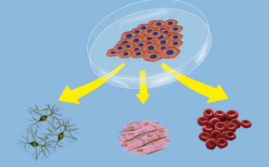日本发现可快速培养低成本iPS细胞的方法