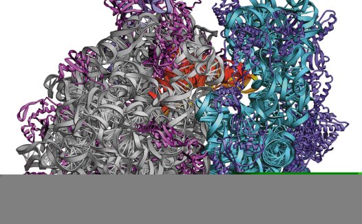 中科院生物所解析核糖体冷冻电镜结构